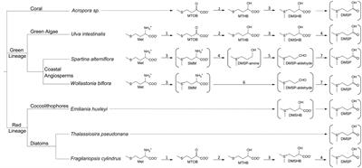 Evolution of Dimethylsulfoniopropionate Metabolism in Marine Phytoplankton and Bacteria